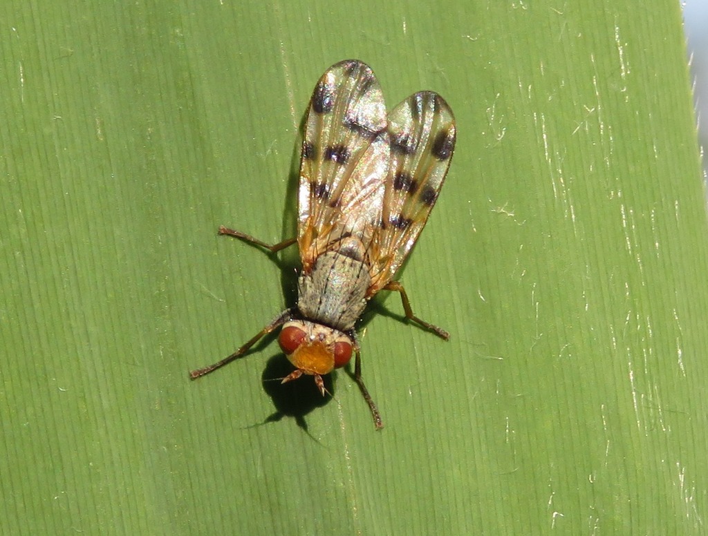 Melieria omissa
