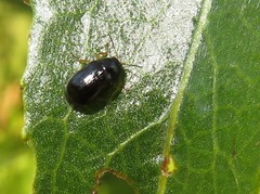 Cryptocephalus ocellatus