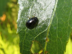 Cryptocephalus ocellatus