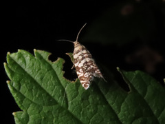 Epinotia tedella