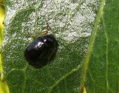 Cryptocephalus ocellatus