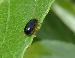 Cryptocephalus ocellatus