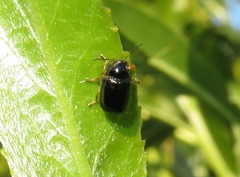 Cryptocephalus ocellatus