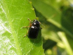 Cryptocephalus ocellatus