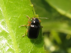 Cryptocephalus ocellatus