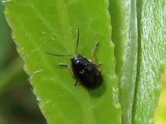 Cryptocephalus ocellatus