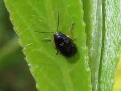 Cryptocephalus ocellatus