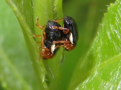 Cryptocephalus rufipes