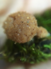 Tubifera microsperma