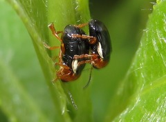 Cryptocephalus rufipes