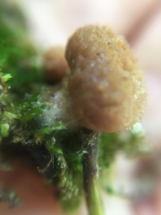 Tubifera microsperma