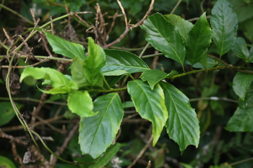 Maesa lanyuensis, photograph 3