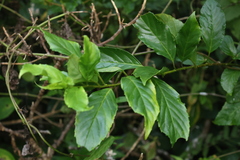 Maesa lanyuensis, photograph 林正文, CC BY, iNaturalist via GBIF