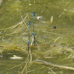 Coenagrion scitulum