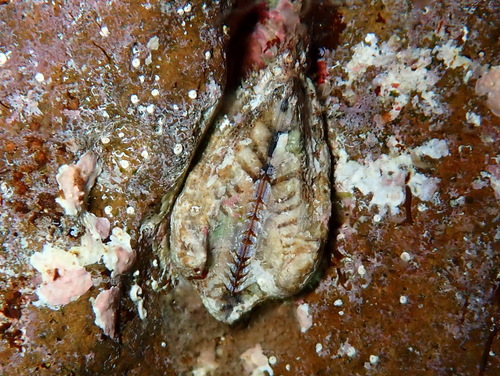Noah's Ark shell