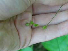 Carex deweyana