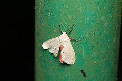 Spilarctia subcarnea