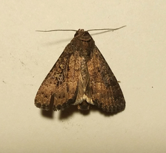 Pandesma
