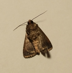 Pandesma