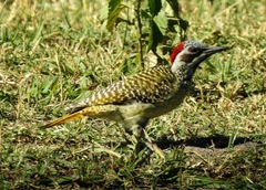 Campethera bennettii