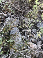 Coleonema juniperinum