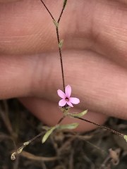 Lessingia micradenia micradenia
