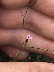 Lessingia micradenia micradenia