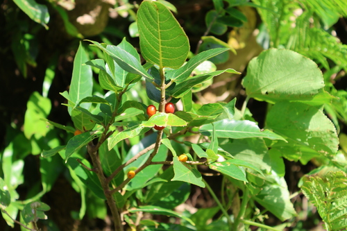 Ficus cumingii, photograph 2