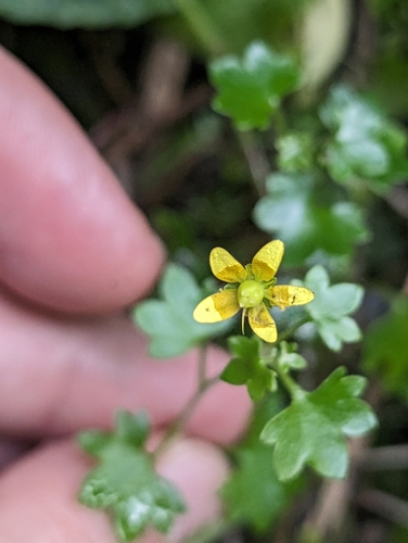 Image of Saxifraga cymbalaria by (c) Mikhail Morozov, some rights reserved (CC BY)
