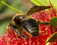 Xylocopa strandi
