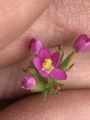 Zeltnera muehlenbergii