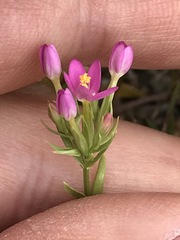 Zeltnera muehlenbergii