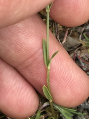 Zeltnera muehlenbergii