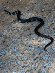 Lampropeltis