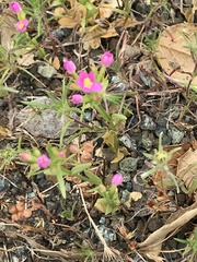 Zeltnera muehlenbergii