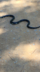 Lampropeltis