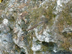 Emoia caeruleocauda