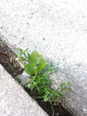 Sagina japonica