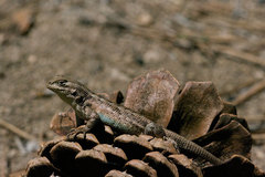 Sceloporus graciosus vandenburgianus