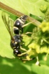 Parancistrocerus pensylvanicus