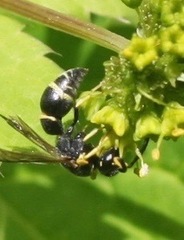 Parancistrocerus pensylvanicus