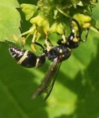 Parancistrocerus pensylvanicus