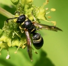 Parancistrocerus pensylvanicus