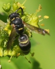 Parancistrocerus pensylvanicus