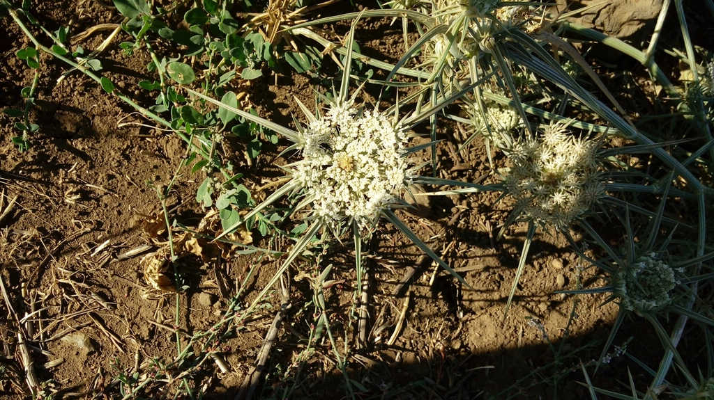 Exoacantha