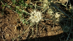 Exoacantha heterophylla