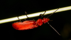 Pyrochroa serraticornis