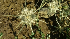 Exoacantha heterophylla