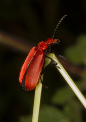 Pyrochroa serraticornis