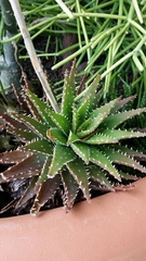 Aloe brevifolia